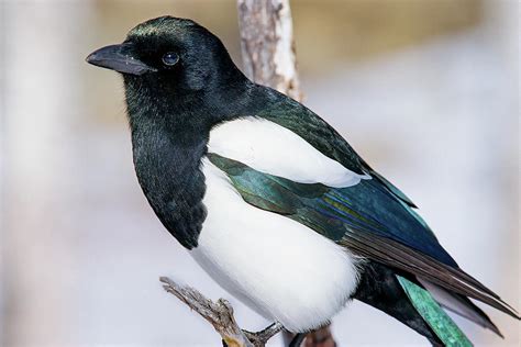 Black-billed Magpie, Revisited Photograph by Eric Glaser - Pixels