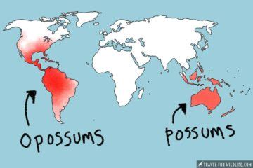 Possum vs Opossum, What's the difference? • Travel For Wildlife