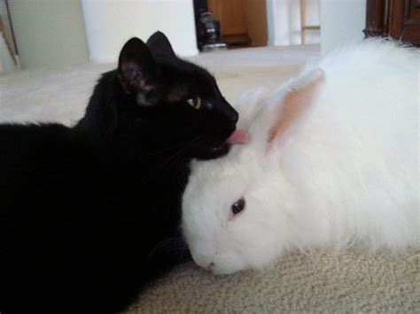 Cats & Rabbits & More - Adoptions ~ Education ~ Pet Products - Cats ...