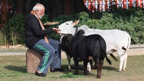 Punganur Cows