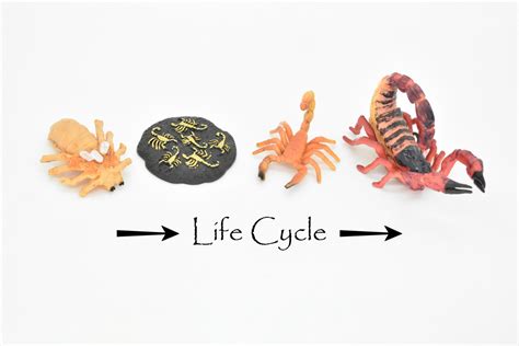 Scorpion Life Cycle