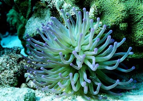 NATURE: Sea Anemones and Sea Cucumbers