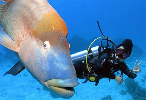 Great Barrier Reef Scuba Diving - Great Adventures Cruises | Great Adventures