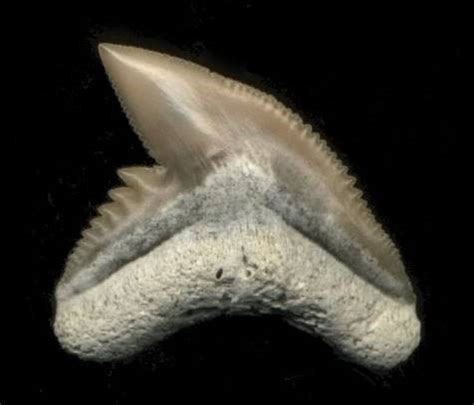 FOSSIL Features: Shark Tooth Identification with Bill Heim – myFOSSIL