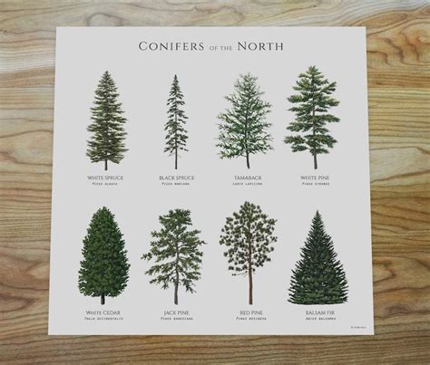 Illustrated Conifer Trees of the Northern Latitues of North America, Digital Download - Etsy