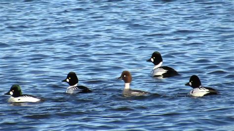 Common Goldeneye Ducks Courtship Behaviour - YouTube