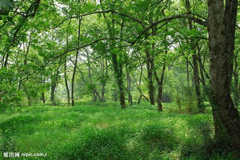 树林摄影图__山水风景_自然景观_摄影图库_昵图网nipic.com