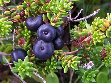 Crowberry facts and health benefits