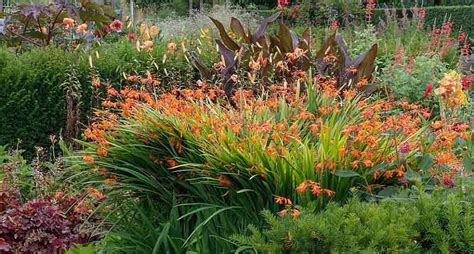 Great Companion Plants for Your Crocosmia