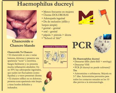 Haemophilus ducreyi — Chancroide Flashcards | Quizlet