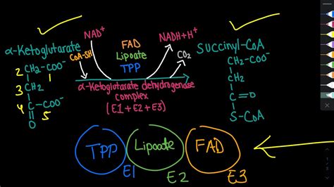 Alpha-Ketoglutarate Dehydrogenase Complex Mechanism | Biochemistry ...