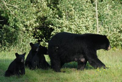 The Black Bear Mother & Her Cubs | Bear With Us