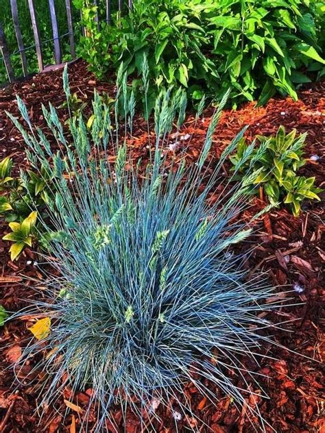 50 Plants That Thrive in Any Yard | Blue fescue, Ornamental grasses ...