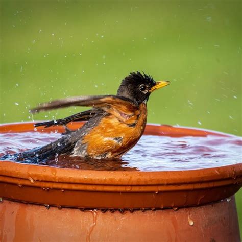 Feeding Birds - Birds and Blooms