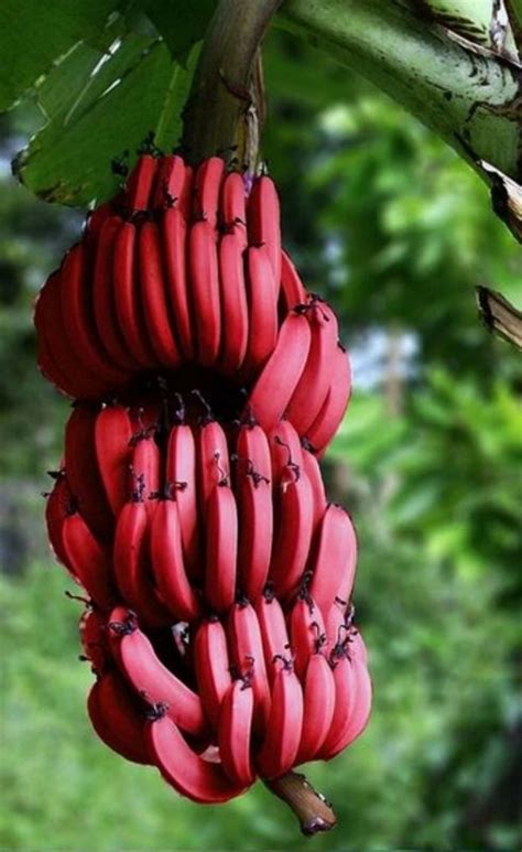 A photo edited with PicMonkey | Red banana tree, Banana seeds, Fruit plants