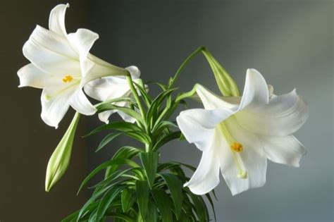 Lily plant care: expert tips - Plantura