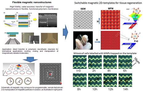 Devices based on magnetic nanostructures for lab on a chip bio-medical applications | CIC nanoGUNE