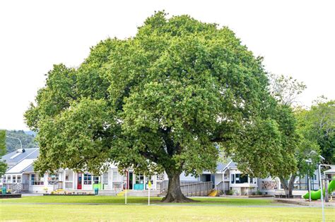 Oak Tree Summer 2023 a | Upper Hutt School