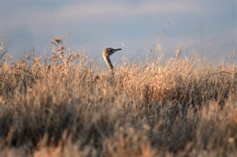 Hartlaub'S Bustard Bird Animal - Free photo on Pixabay - Pixabay