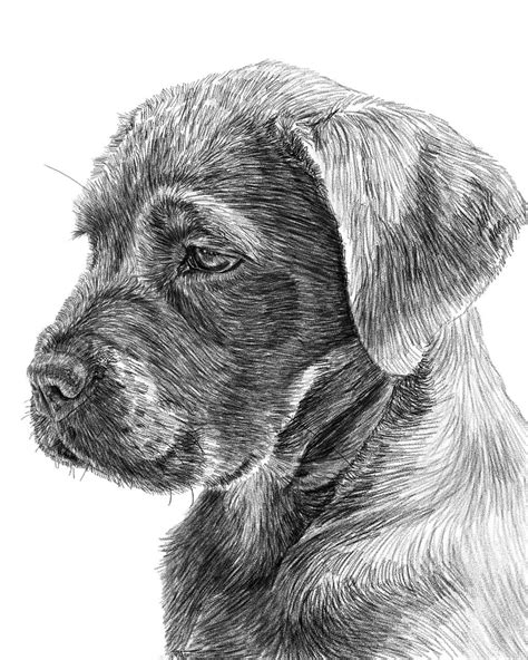 Explore 68,577+ Free Dog Portraits Illustrations: Download Now - Pixabay