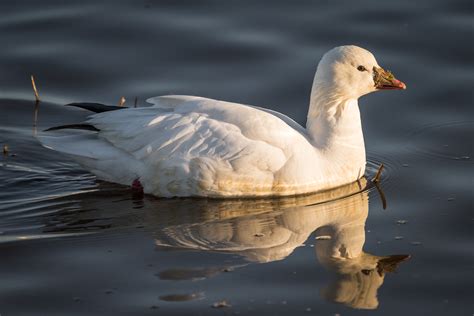 Ross's Goose | Audubon Field Guide