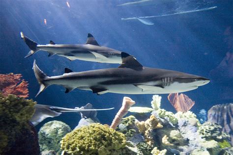 Blacktip Reef Shark Widescreen Wallpapers 19179 - Baltana