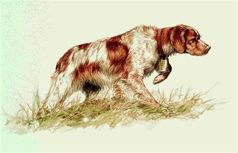 216 best Hunting time and epagneul breton images on Pinterest | Brittany spaniel, Spaniels and ...