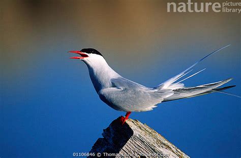 Stock photo of Arctic tern breeding display {Sterna paradisaea} USA. Available for sale on www ...