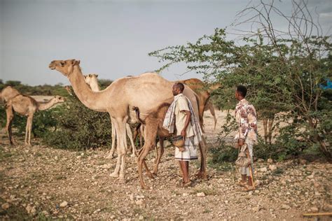 Milk, meat and might: Camel is king in Somalia's economy | Daily Sabah