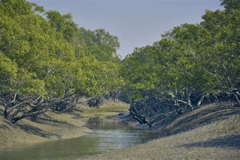 Saving the Sundarbans of crucial importance - The Statesman