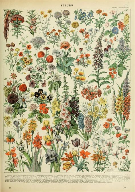 Pin by Jokkaby Jokkaby on Botanica | Vintage botanical prints, Botanical art, Prints