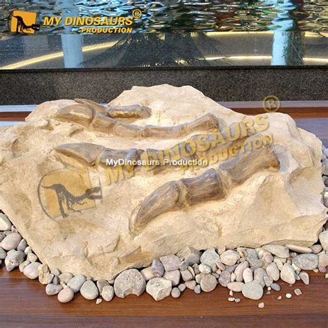 Dinosaur Claw Fossil Plateosaurus Toe Bone Cast | MyDinosaurs