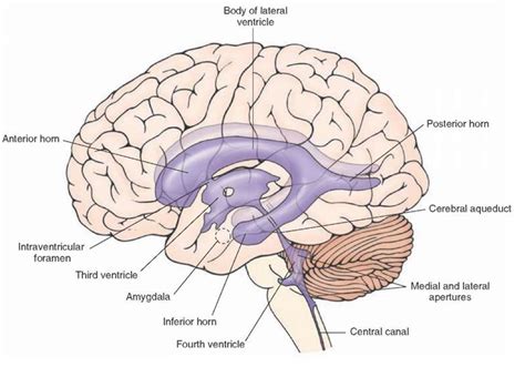 Overview of the Central Nervous System (Gross Anatomy of the Brain ...