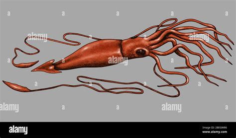 Giant Squid Stock Photo - Alamy