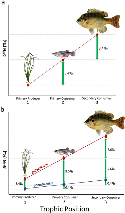 (a) Trophic position is calculated from bulk-tissue stable isotope ...