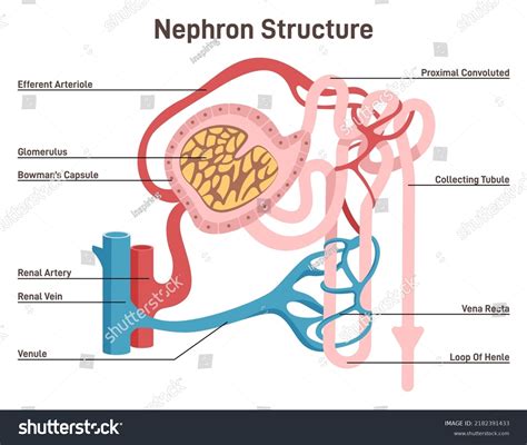 Renal Tubule Diagram