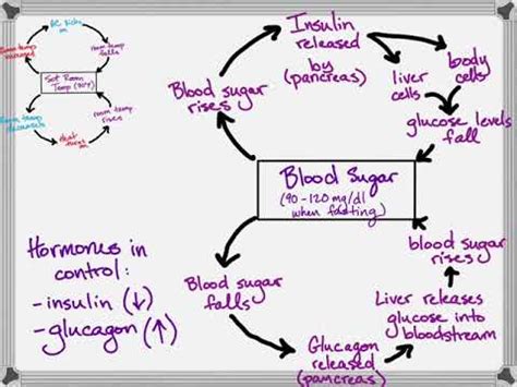 AP Bio Brief: Positive and Negative Feedback - YouTube