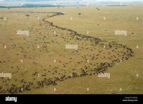 Wildebeest migration aerial hi-res stock photography and images - Alamy