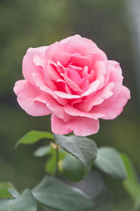 Pink Rose · Free Stock Photo