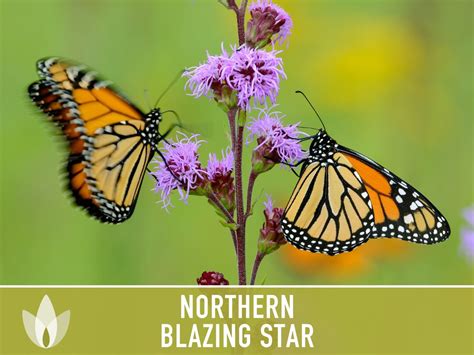 Northern Blazing Star Flower Seeds Heirloom Seeds Native - Etsy