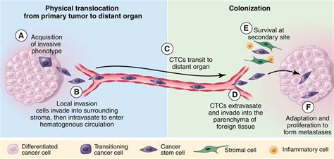 Circulating Tumor Cell (CTC) FISH | Creative Bioarray