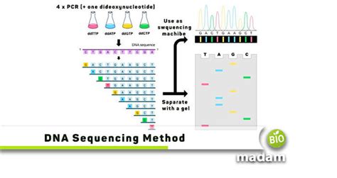 Sanger Method of DNA Sequencing [Updated with Maxam Gilbert Method]