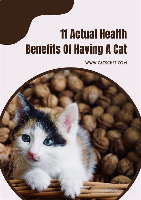 11 Actual Health Benefits Of Having A Cat (The Purr Is A Cure)