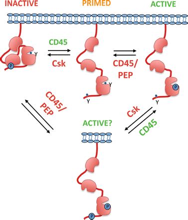 Novel Tools to Dissect the Dynamic Regulation of TCR Signaling by the ...