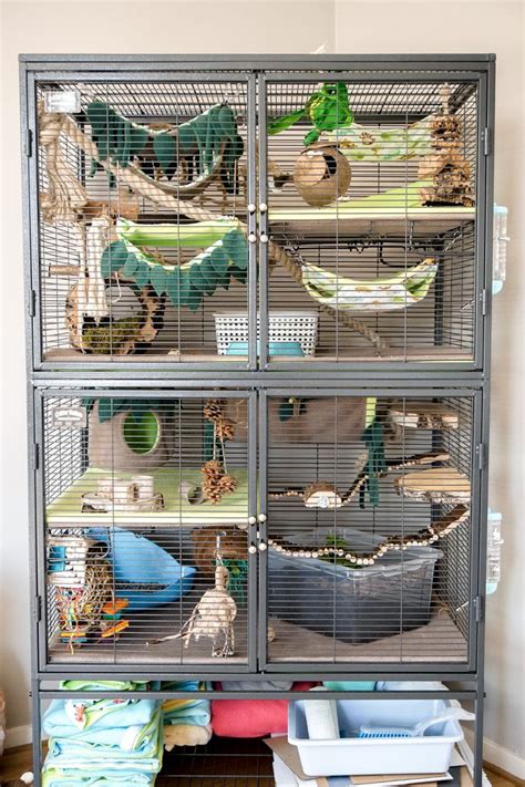 Critter Nation Jungle Theme | Ferret cage, Pet cage, Pet rats