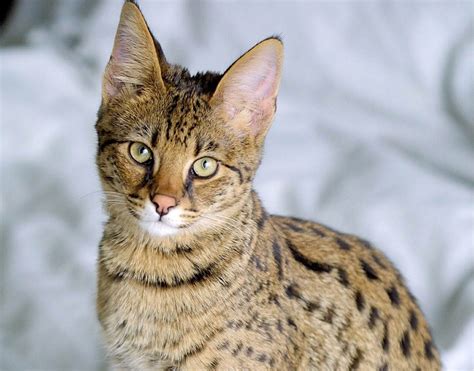 Savannah Cat: Cat Breeds | Breed Information | Mad Paws