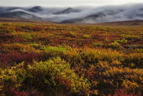 Tundra Biome | National Geographic Society