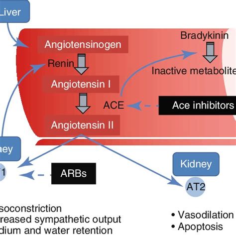 1 Mechanism of action of nitric oxide ( NO ) induced vasodilation. NO... | Download Scientific ...