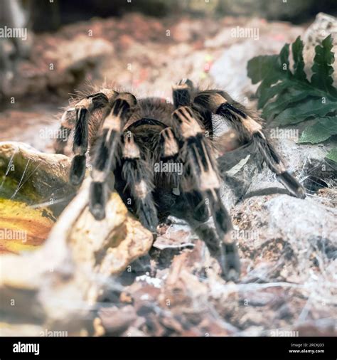 Goliath Birdeater Tarantula Bite