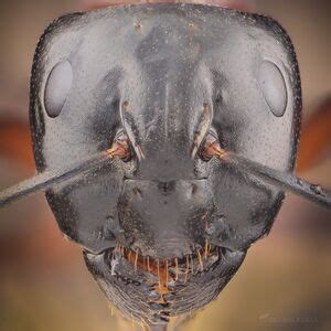 Skruzdis.ee | Camponotus Ligniperda